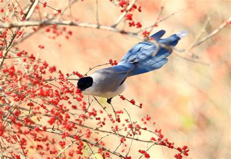 鳥寓意|各種鳥代表什麼寓意，各種鳥的象徵意義